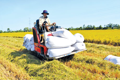  Thu hoạch lúa trong mô hình “Cánh đồng lớn”. Ảnh: Vân Anh