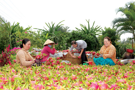  Thanh long Chợ Gạo được xuất khẩu sang nhiều nước trên thế giới.