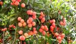 Positive signs for Vietnam litchi farmers