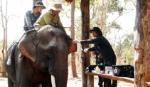 Vietnam's elephants on brink of extinction