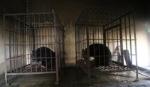 Vietnam moves to end bear captivity