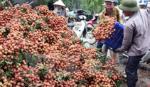 Ministry to boost sales of lychees