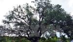 300-year-old mango tree wins heritage title