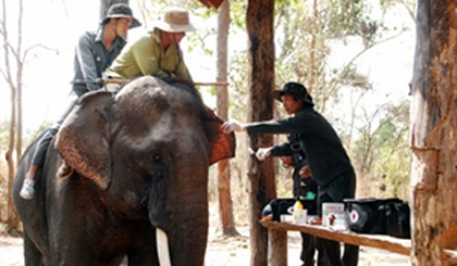 Staff at Dak Lak Elephant Conservation Centre give regular check-ups to elephants at the centre (Photo: VNA)