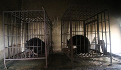 Two captive moon bears used to be kept on Ba Mun Island in the northern Quang Ninh province (Photo: AnimalsAsia)