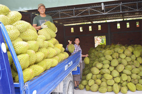 Nông dân xã Long Khánh trúng mùa sầu riêng.