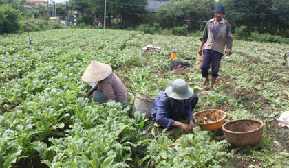 Quy hoạch sản xuất nông nghiệp chưa gắn kết chặt chẽ với quy hoạch thị trường. Ngay trong việc phân công nhiệm vụ của các cơ quan quản lý cũng chưa khớp với quy luật sản xuất hàng hóa 