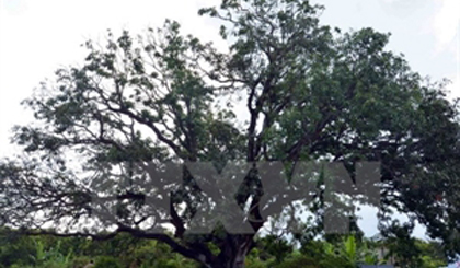 The 300-year-old mango tree in Bac Lieu was recognised as a heritage tree on May 20 (Photo: VNA)