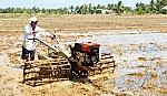 Vụ lúa hè thu ở các huyện, thị phía Đông: Nông dân chờ mưa