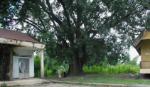 Ancient bodhi tree in Dak Lak recognised as heritage tree