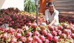 Thanh long giảm giá, khó tiêu thụ