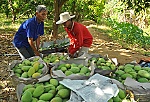 Nông nghiệp còn nhiều mối lo toan