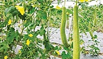 Quả mướp - Thuốc quý mùa hè