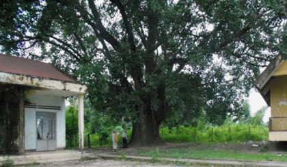 A 132 year-old bodhi tree in Buon Don district in Dak Lak province received the title of National Heritage Tree on June 1.