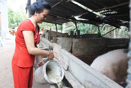 Chị Liền đang chăm sóc đàn heo.