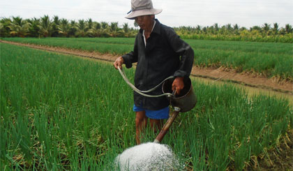 Anh Nghĩa đang tưới  mấy liếp hành sắp sửa  thu hoạch. 