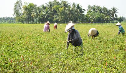 Nguồn vốn ưu đãi đã giúp cho nhiều hộ thoát nghèo.