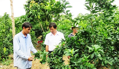 Anh Xiêng (trái) chia sẻ kinh nghiệm trồng chanh cho người dân.