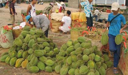 Durian is one speciality  fruit of Cai Lay district.