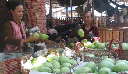 Mango is one speciality fruit of Cai Lay district. Photo: Huu Chi