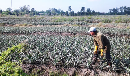 Ông Trần Văn Xem (ấp Mỹ Trường, xã Mỹ Phước, huyện Tân Phước) với mô hình trồng khóm.