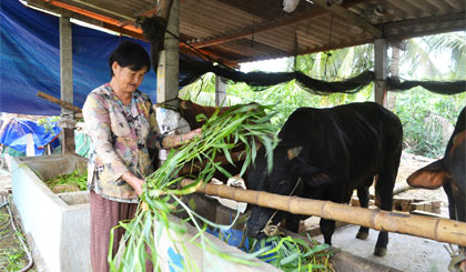 Bà Phạm Thị Đầm (ấp Mỹ Hòa, xã Mỹ Phong, TP. Mỹ Tho) với mô hình chăn nuôi bò.