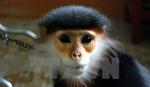 Endangered monkey sent to Cuc Phuong national park