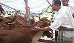 Dự án Heifer: Từng bước giúp nông dân thoát nghèo