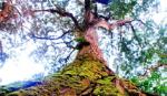 Fokienia trees recognised as national heritages