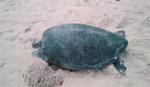 National park helps raise baby tortoises