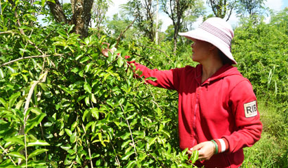 Cây sơ ri được tập trung đầu tư.