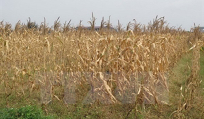 A maize field is damaged by drought in Nghe An province (Photo: VNA)