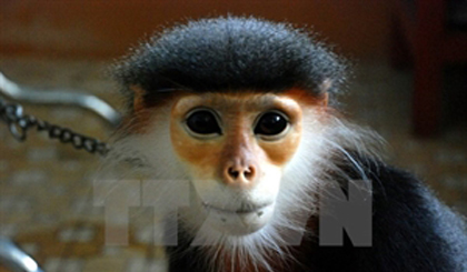 A grey-shanked douc langur, an endangered monkey is sent to the Endangered Primate Rescue Center in Cuc Phuong national park. (Photo: VNA)