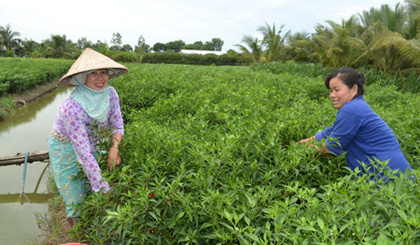 Hàng triệu hộ nghèo được vay vốn ưu đãi từ Ngân hàng Chính sách xã hội.