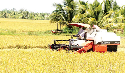 Farmers harvest summer autumn rice in the Mekong Delta (Photo: SGGP)