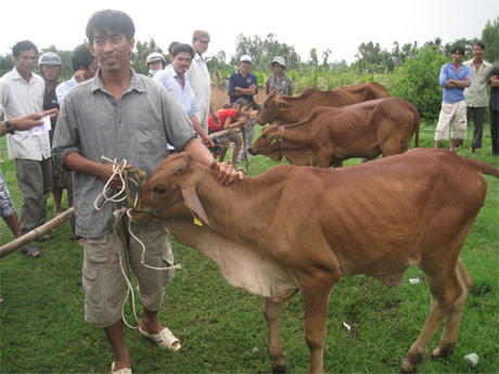 BQL dự án Heifer tổ chức cấp bò cho bà con 2 xã  Phú Thạnh và Phú Đông.