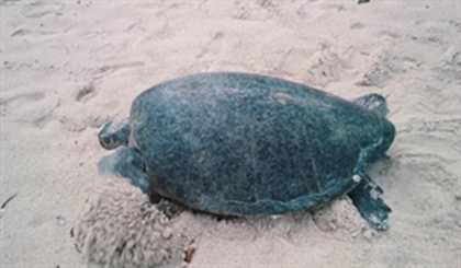 A turtle lay eggs on a beach in the Con Dao National Park. The park has released about 150,000 baby tortoises into the sea since 1994 (Photo: baochinhphu.vn)