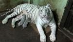 Bengal tigers successfully bred in Vietnam for the first time