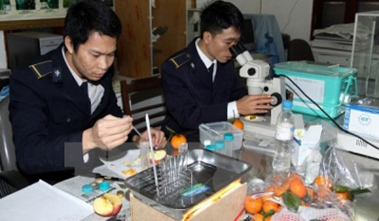 Quarantine staff tests imported fruits (Photo: VNA)