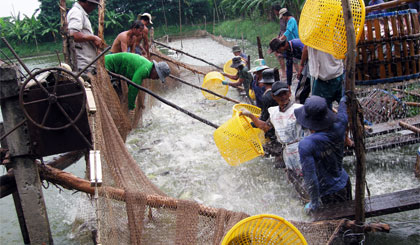 Ngay từ cuối năm 2014, ngành Nông nghiệp tỉnh đã vận động, hỗ trợ các hộ nuôi cá tra trên địa bàn tỉnh áp dụng và tiến tới chứng nhận VietGAP.