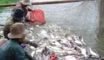 Vietnam holds potential for seafood