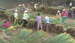 Model of cultivating reed tree in Tan Phuoc district