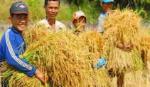 Building a trademark for Vietnamese rice