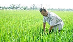 Ông Nguyễn Văn Đức: Cả đời tâm huyết với sản xuất lúa giống