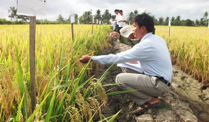 Khảo nghiệm tìm các giống lúa nổi trội tại Trại Giống lúa Vĩnh Hựu.