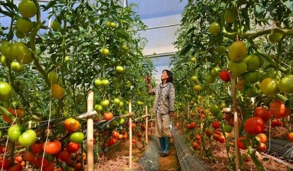 A high-tech tomato plantation in Da Lat, Lam Dong province.