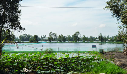 Mô hình nuôi cá trên ruộng trong mùa lũ tại xã Phú Cường, huyện Cai Lậy.