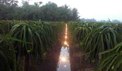 A dragon fruit orchard in Tien Giang province (Photo: Huu Chi)