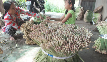 Sả là một trong những loại cây phù hợp thổ nhưỡng ở Tân Phú Đông, cho lợi nhuận cao.