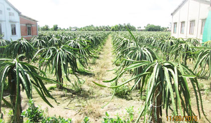 Thanh long - 1 trong 2 cây trồng chủ lực của xã Trung Hòa.